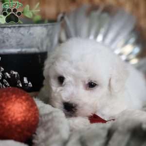 Tiny-Rudolph, Bichon Frise Puppy